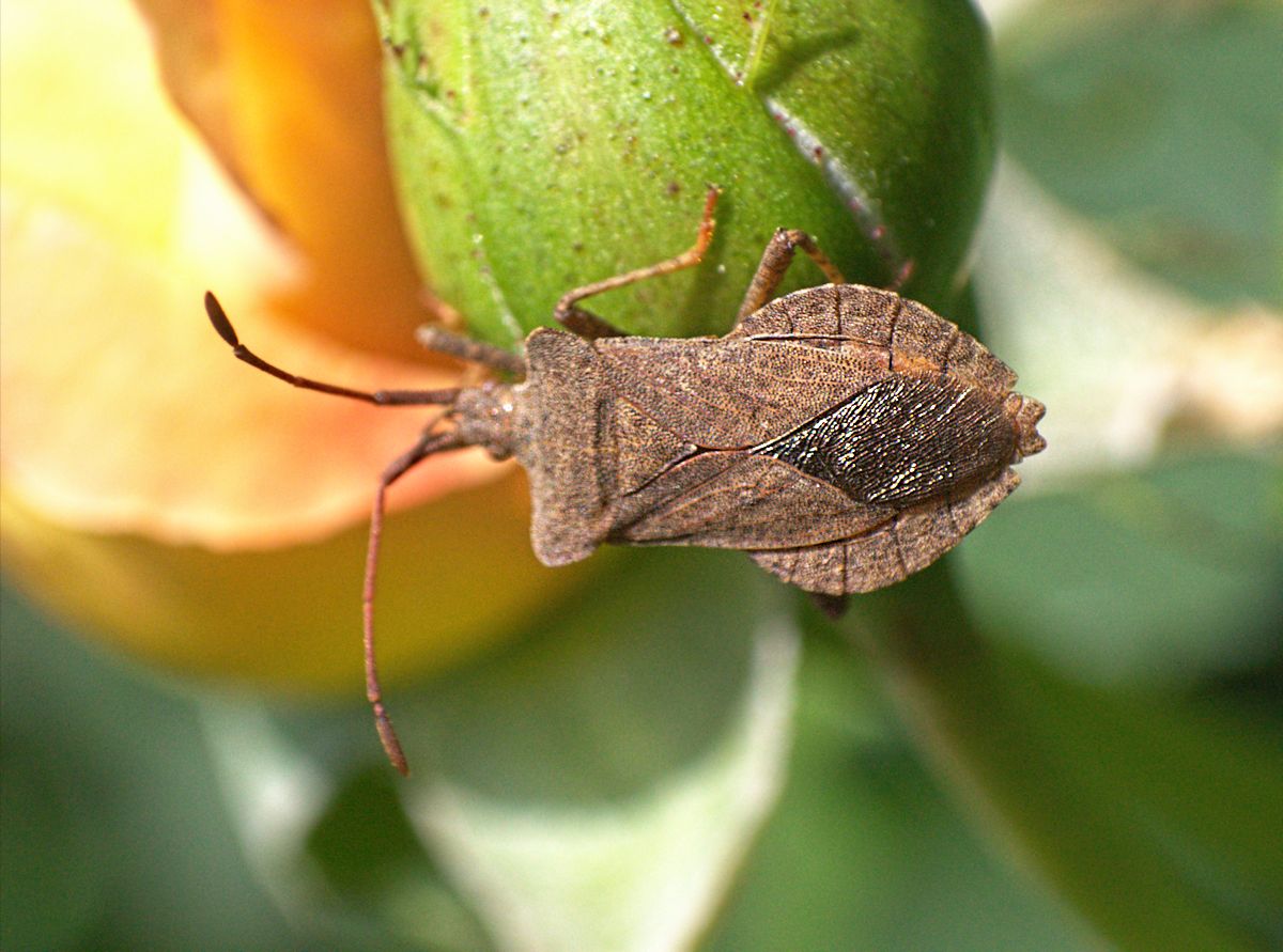 Coreus marginatus